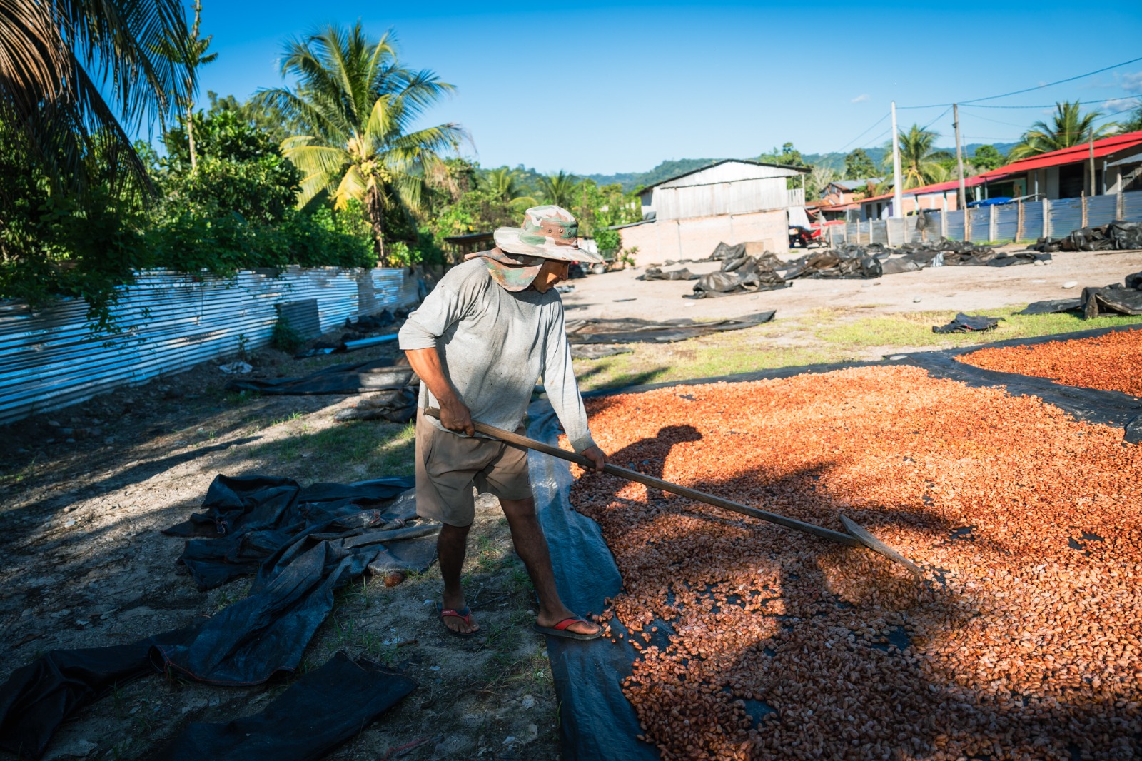 Farmers harvesting Peruvian cocoa in San Martín