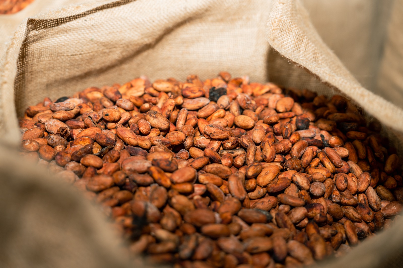 Sustainable cocoa production protecting forests and communities