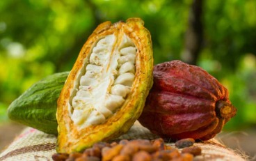 Peruvian cacao
