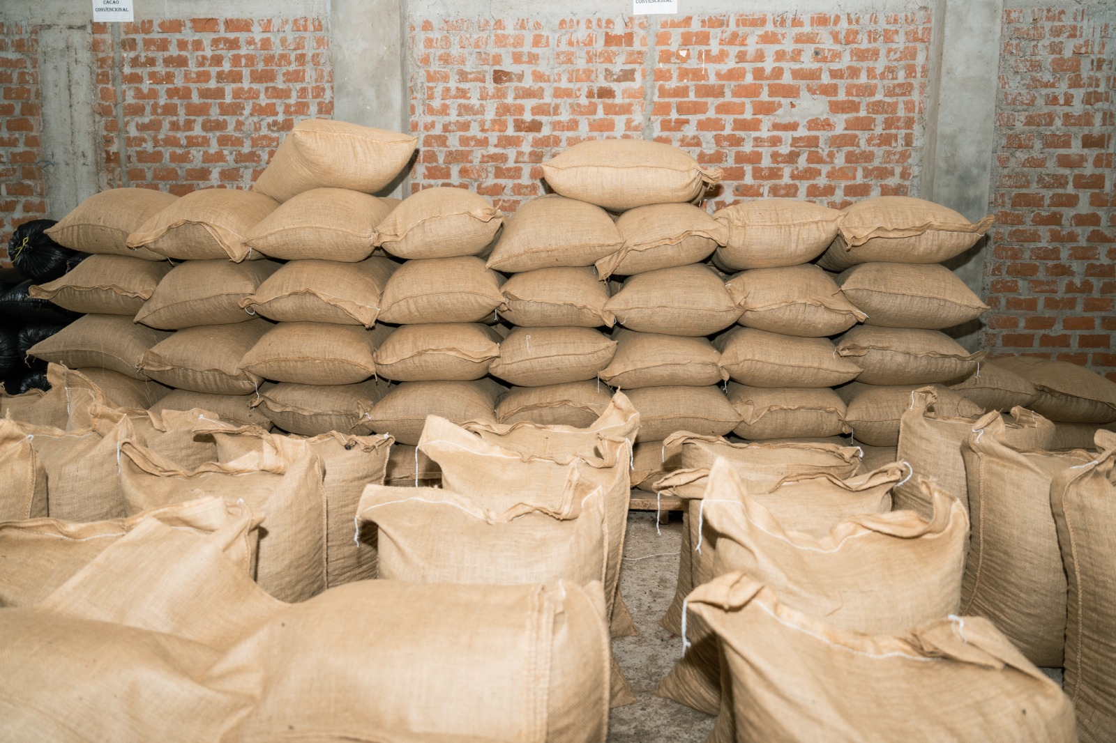 Sustainable cocoa practices in San Martín